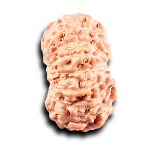 14 mukhi Indonesian Rudraksha -  Bead No. 382