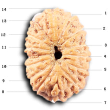 Load image into Gallery viewer, 14 mukhi Indonesian Rudraksha -  Bead No. 383
