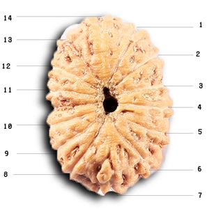 14 mukhi Indonesian Rudraksha -  Bead No. 383