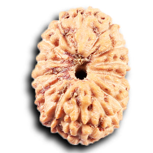 14 mukhi Indonesian Rudraksha -  Bead No. 383