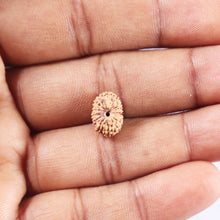 Load image into Gallery viewer, 14 mukhi Indonesian Rudraksha -  Bead No. 383
