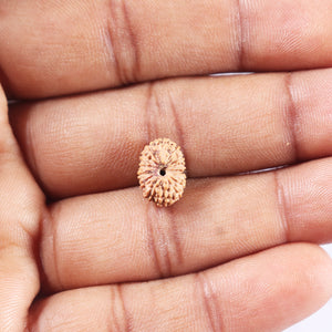 14 mukhi Indonesian Rudraksha -  Bead No. 383