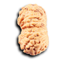 Load image into Gallery viewer, 14 mukhi Indonesian Rudraksha -  Bead No. 383
