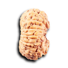 Load image into Gallery viewer, 14 mukhi Indonesian Rudraksha -  Bead No. 383
