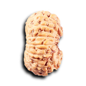 14 mukhi Indonesian Rudraksha -  Bead No. 383