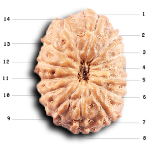 14 mukhi Indonesian Rudraksha -  Bead No. 384