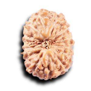 14 mukhi Indonesian Rudraksha -  Bead No. 384