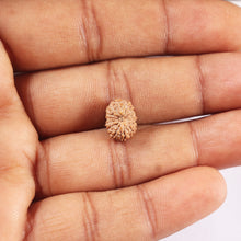 Load image into Gallery viewer, 14 mukhi Indonesian Rudraksha -  Bead No. 384
