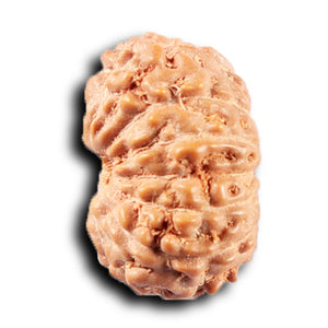 14 mukhi Indonesian Rudraksha -  Bead No. 384