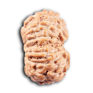 14 mukhi Indonesian Rudraksha -  Bead No. 384