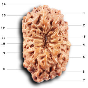 14 mukhi Indonesian Rudraksha -  Bead No. 385