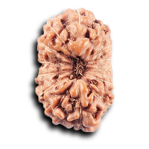 14 mukhi Indonesian Rudraksha -  Bead No. 385