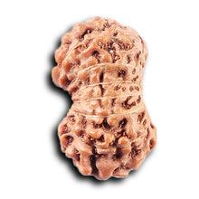 Load image into Gallery viewer, 14 mukhi Indonesian Rudraksha -  Bead No. 385
