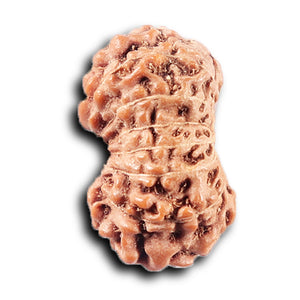 14 mukhi Indonesian Rudraksha -  Bead No. 385