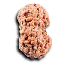 Load image into Gallery viewer, 14 mukhi Indonesian Rudraksha -  Bead No. 385
