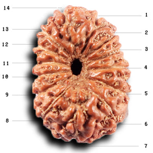 14 mukhi Indonesian Rudraksha -  Bead No. 386