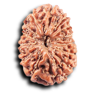 14 mukhi Indonesian Rudraksha -  Bead No. 386