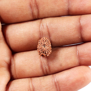 14 mukhi Indonesian Rudraksha -  Bead No. 386