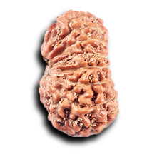 Load image into Gallery viewer, 14 mukhi Indonesian Rudraksha -  Bead No. 386
