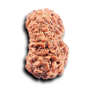 14 mukhi Indonesian Rudraksha -  Bead No. 386