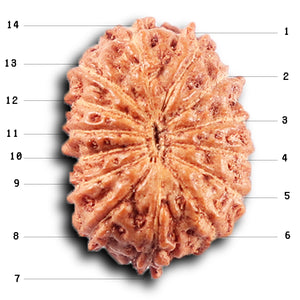 14 mukhi Indonesian Rudraksha -  Bead No. 389