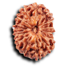 Load image into Gallery viewer, 14 mukhi Indonesian Rudraksha -  Bead No. 389
