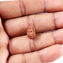 Load image into Gallery viewer, 14 mukhi Indonesian Rudraksha -  Bead No. 389
