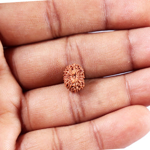 14 mukhi Indonesian Rudraksha -  Bead No. 389