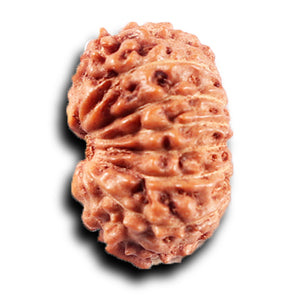 14 mukhi Indonesian Rudraksha -  Bead No. 389