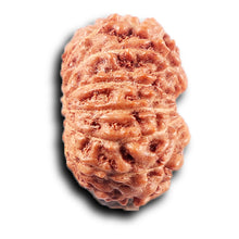 Load image into Gallery viewer, 14 mukhi Indonesian Rudraksha -  Bead No. 389
