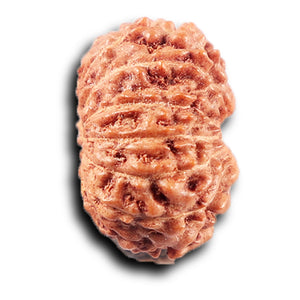 14 mukhi Indonesian Rudraksha -  Bead No. 389