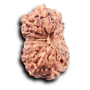 14 mukhi Indonesian Rudraksha -  Bead No. 390