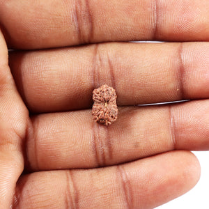 14 mukhi Indonesian Rudraksha -  Bead No. 390