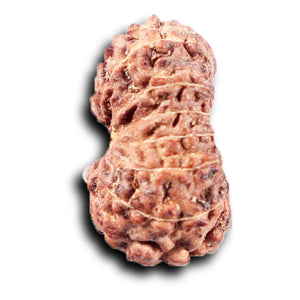 14 mukhi Indonesian Rudraksha -  Bead No. 390