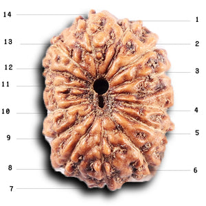 14 mukhi Indonesian Rudraksha -  Bead No. 392