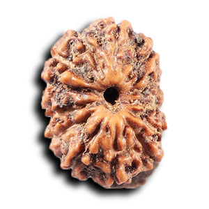 14 mukhi Indonesian Rudraksha -  Bead No. 392