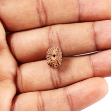 Load image into Gallery viewer, 14 mukhi Indonesian Rudraksha -  Bead No. 392
