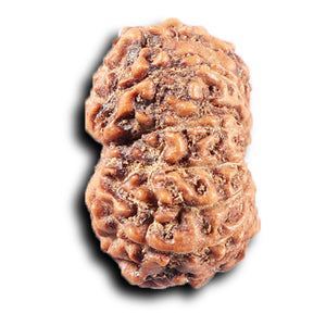 14 mukhi Indonesian Rudraksha -  Bead No. 392