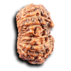 14 mukhi Indonesian Rudraksha -  Bead No. 392