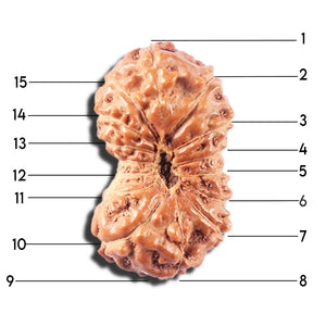 14 mukhi Indonesian Rudraksha -  Bead No. 333