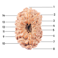 Load image into Gallery viewer, 14 mukhi Indonesian Rudraksha -  Bead No. 335
