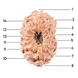 14 mukhi Indonesian Rudraksha -  Bead No. 335