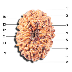 14 mukhi Indonesian Rudraksha -  Bead No. 336