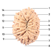 Load image into Gallery viewer, 14 mukhi Indonesian Rudraksha -  Bead No. 337
