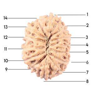 14 mukhi Indonesian Rudraksha -  Bead No. 337