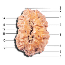 Load image into Gallery viewer, 14 mukhi Indonesian Rudraksha -  Bead No. 338
