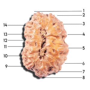 14 mukhi Indonesian Rudraksha -  Bead No. 338