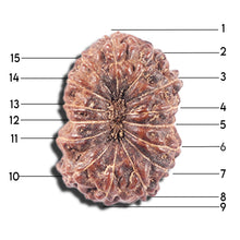 Load image into Gallery viewer, 14 mukhi Indonesian Rudraksha -  Bead No. 339
