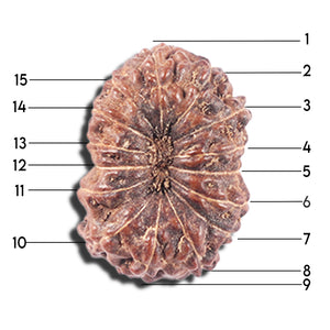 14 mukhi Indonesian Rudraksha -  Bead No. 339