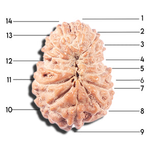 14 mukhi Indonesian Rudraksha -  Bead No. 340